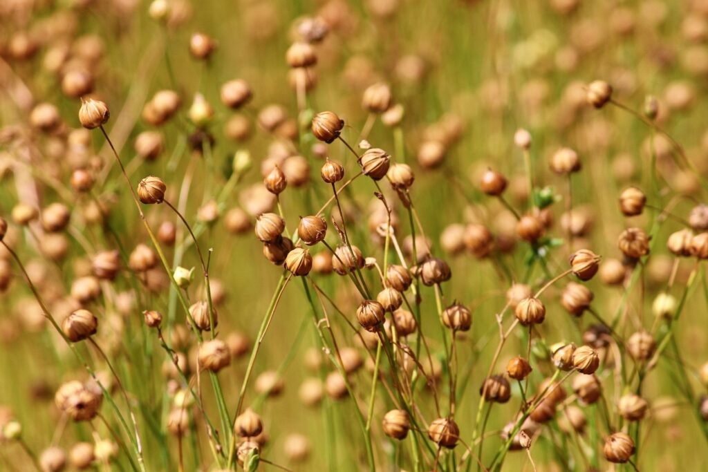 champs de lin naturel