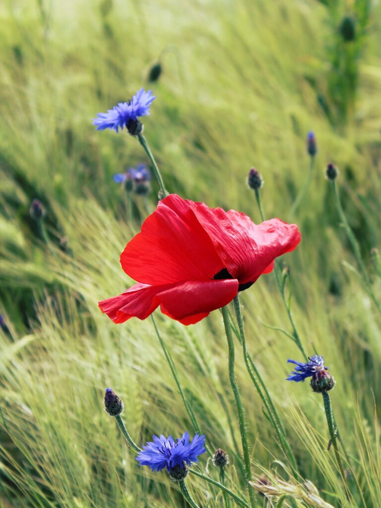 écologie éthique nature partage